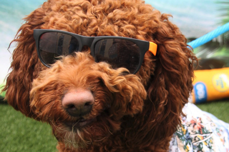 Dog with sunglasses and a Hawaiian T-shirt